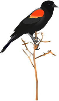 Red Winged Blackbird Illustration PNG