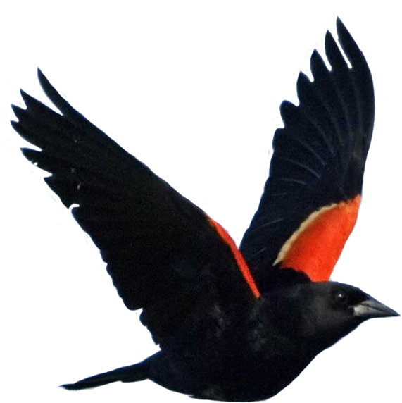 Red Winged Blackbird In Flight.png PNG