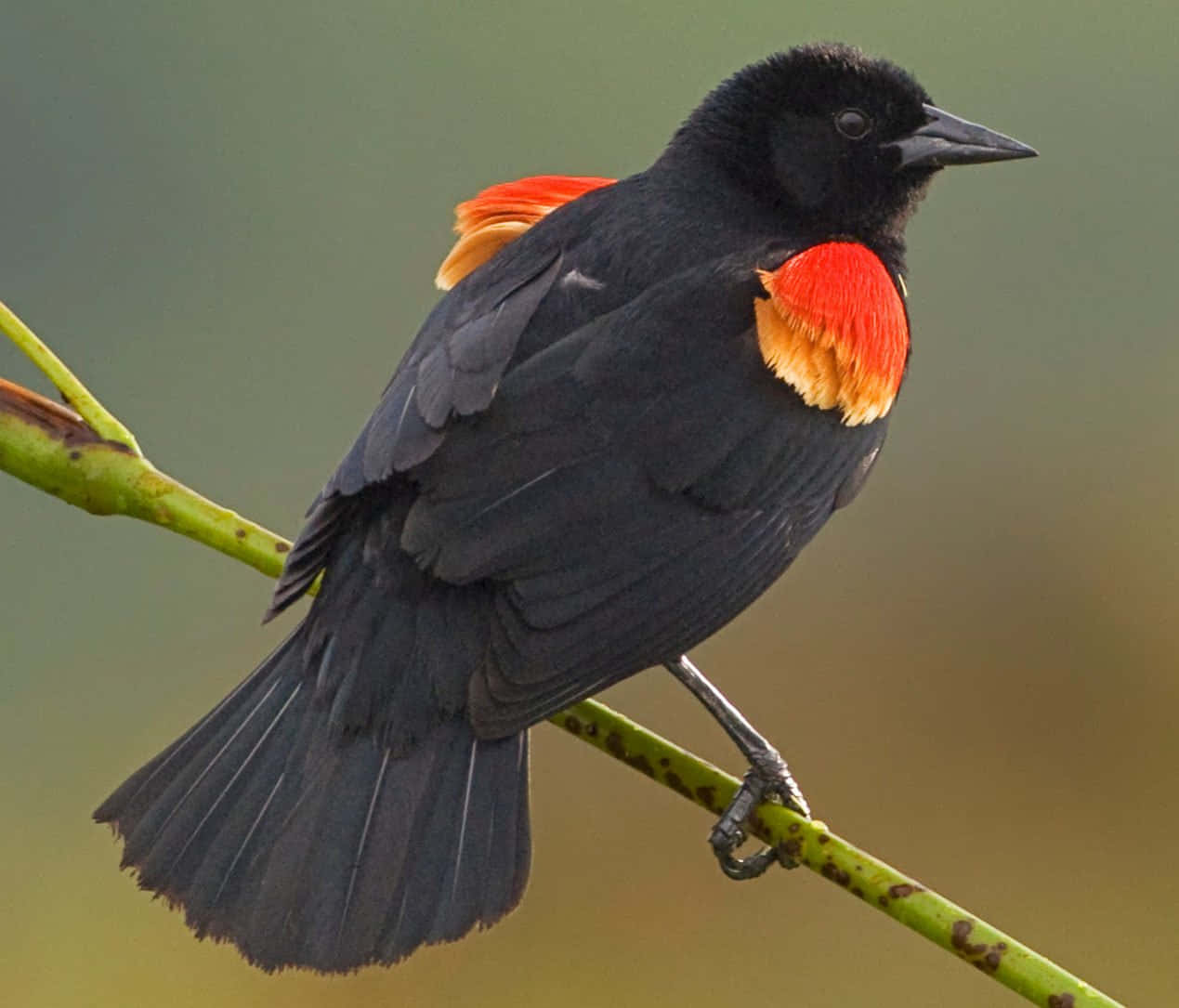 Red Winged Blackbird Perched Wallpaper