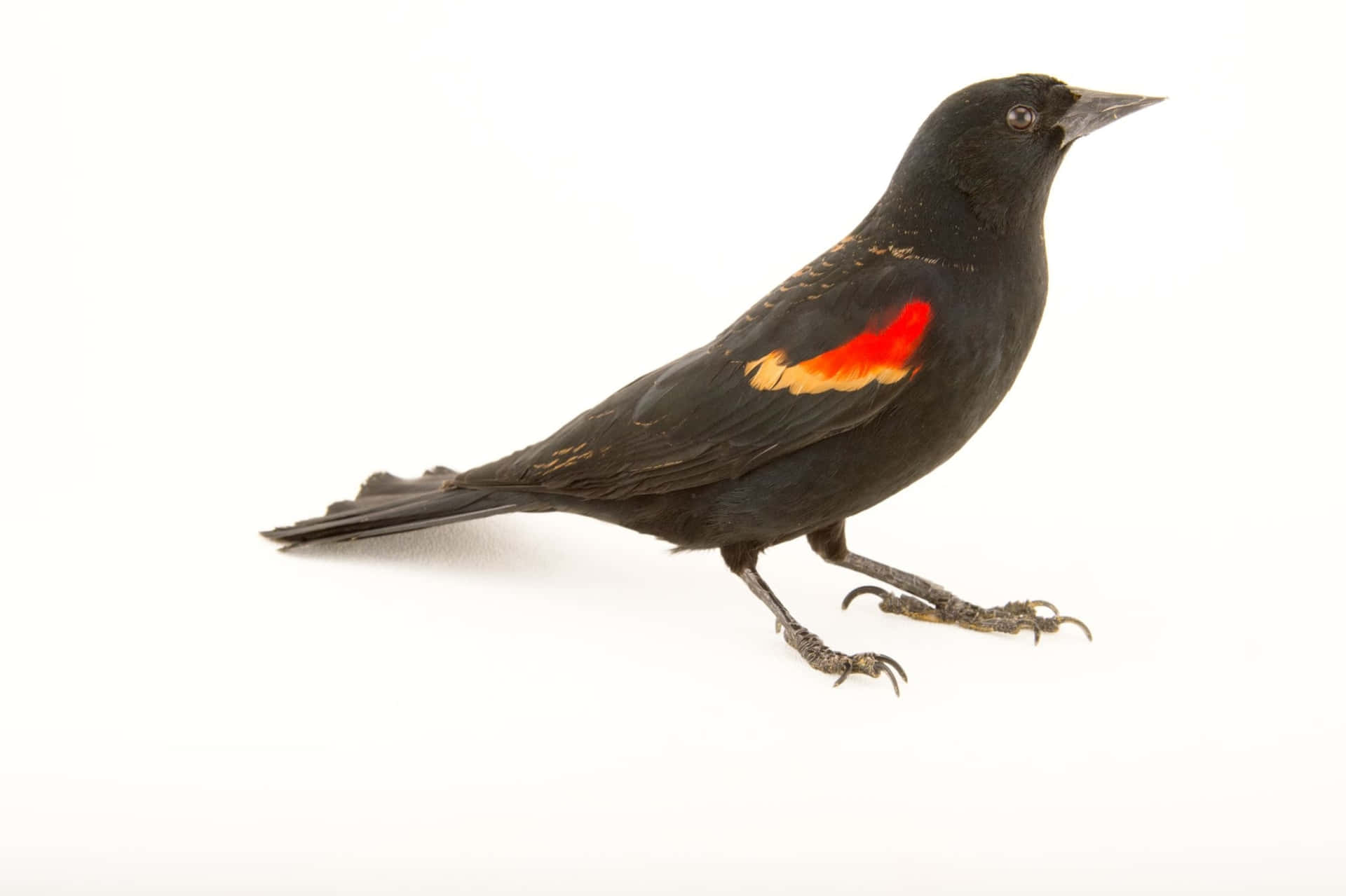 Red Winged Blackbird Profile Wallpaper