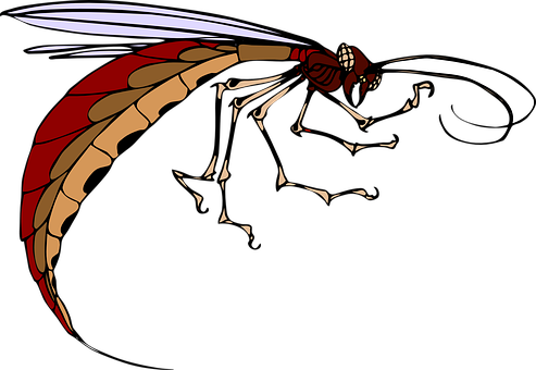 Red Winged Insect Illustration PNG