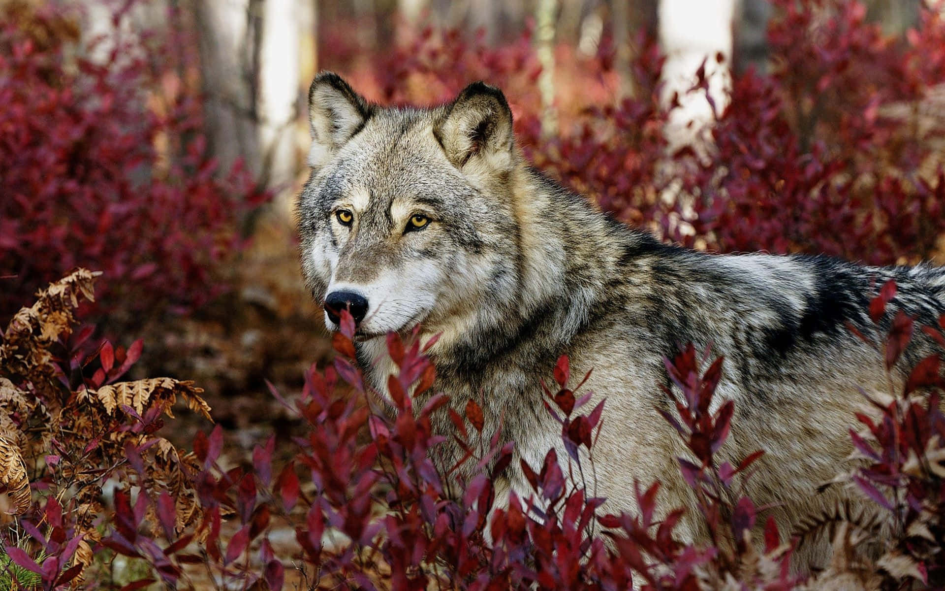 Majestic Red Wolf in Natural Habitat Wallpaper