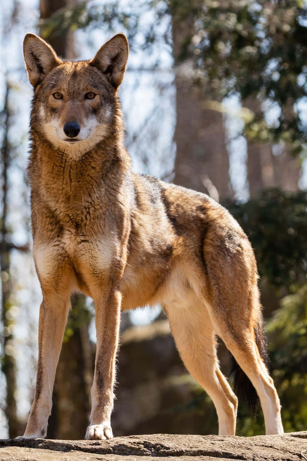 Red Wolf Iberian Alpha Animal Photography Picture