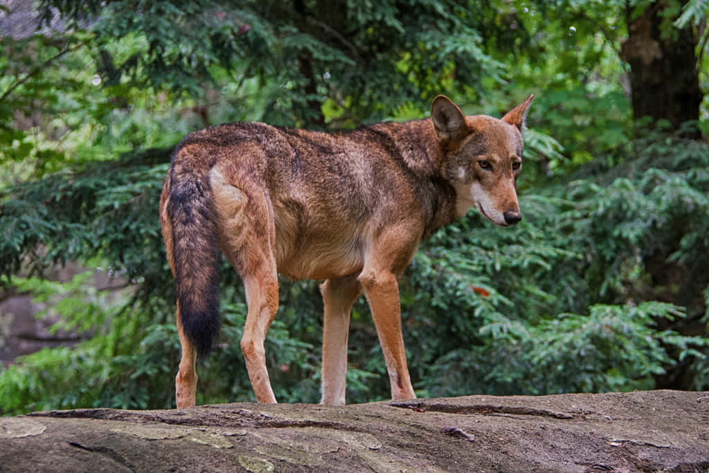 Loborojo Canis Rufus Fotografía Del Bosque