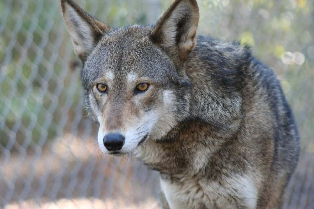 Red Wolf Gregory's Wolf Close Up Photography Picture