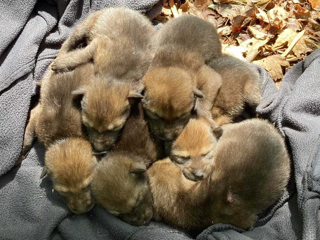 Cucciolidi Lupo Rosso - Immagine Fotografica Di Animali