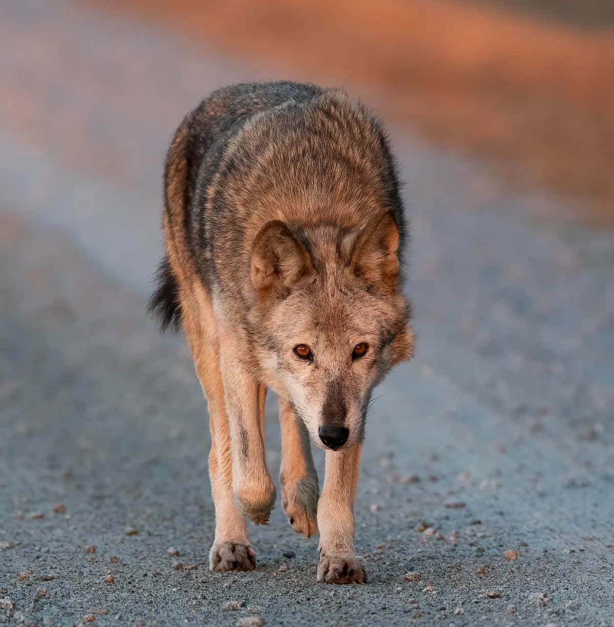 Red Wolf Walking On Road Animal Photography Picture