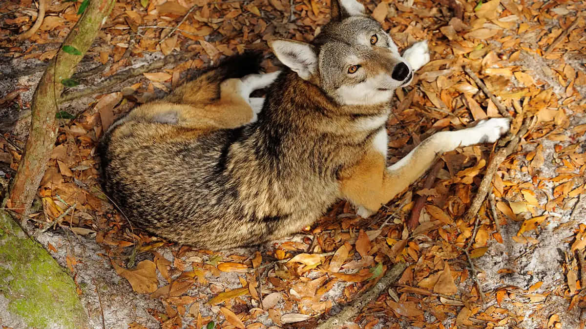 Red Wolf Coyote Autumn Animal Photography Picture