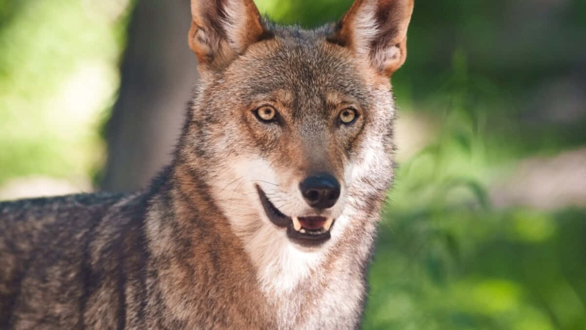 Red Wolf Shocked Face Animal Photography Picture