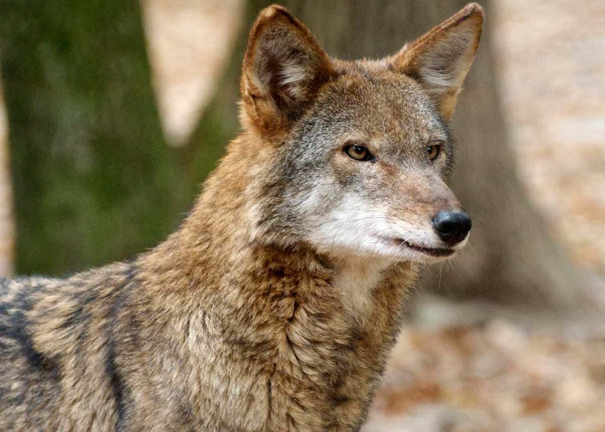 Red Wolf Angry Stare Animal Photography Picture