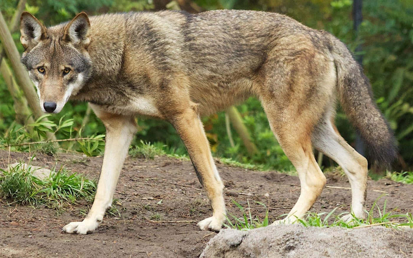 Red Wolf Walking Slyly Animal Photography Picture
