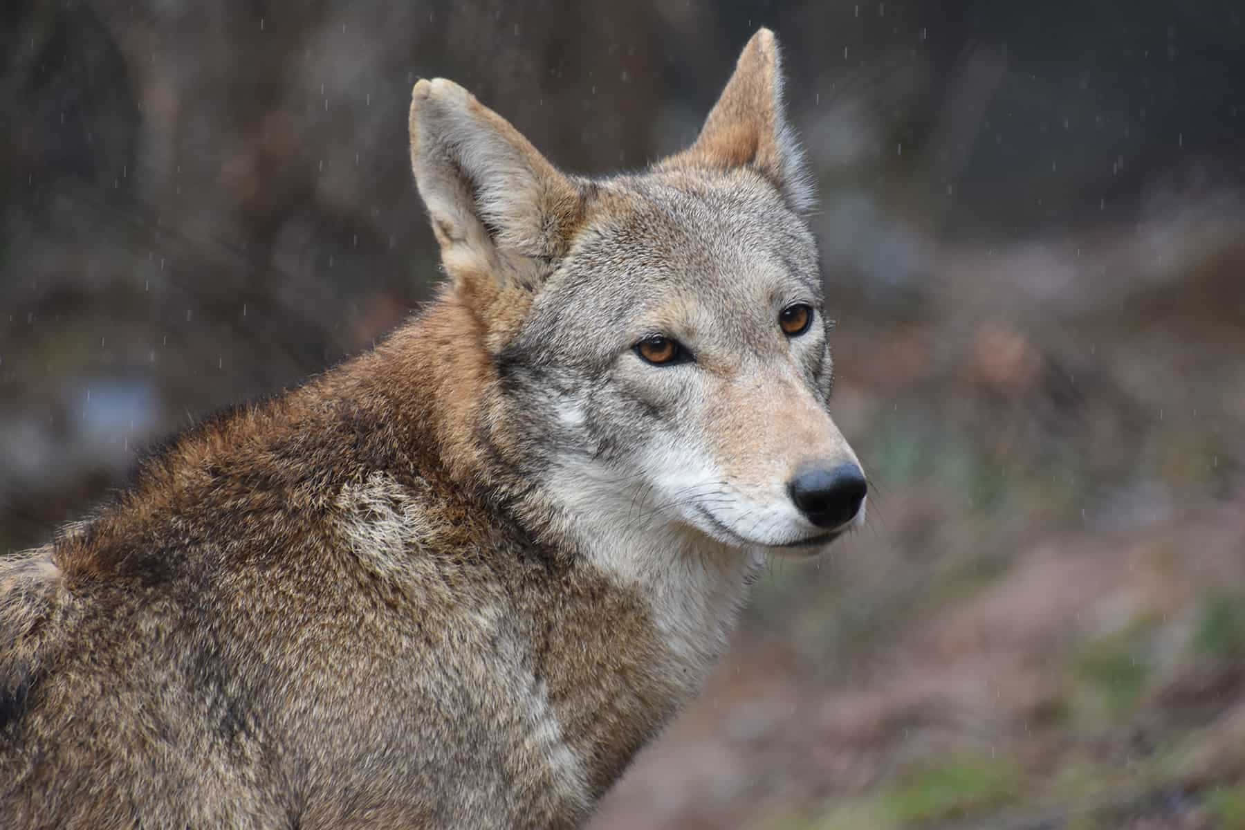 Red Wolf Coywolf Animal Photography Picture