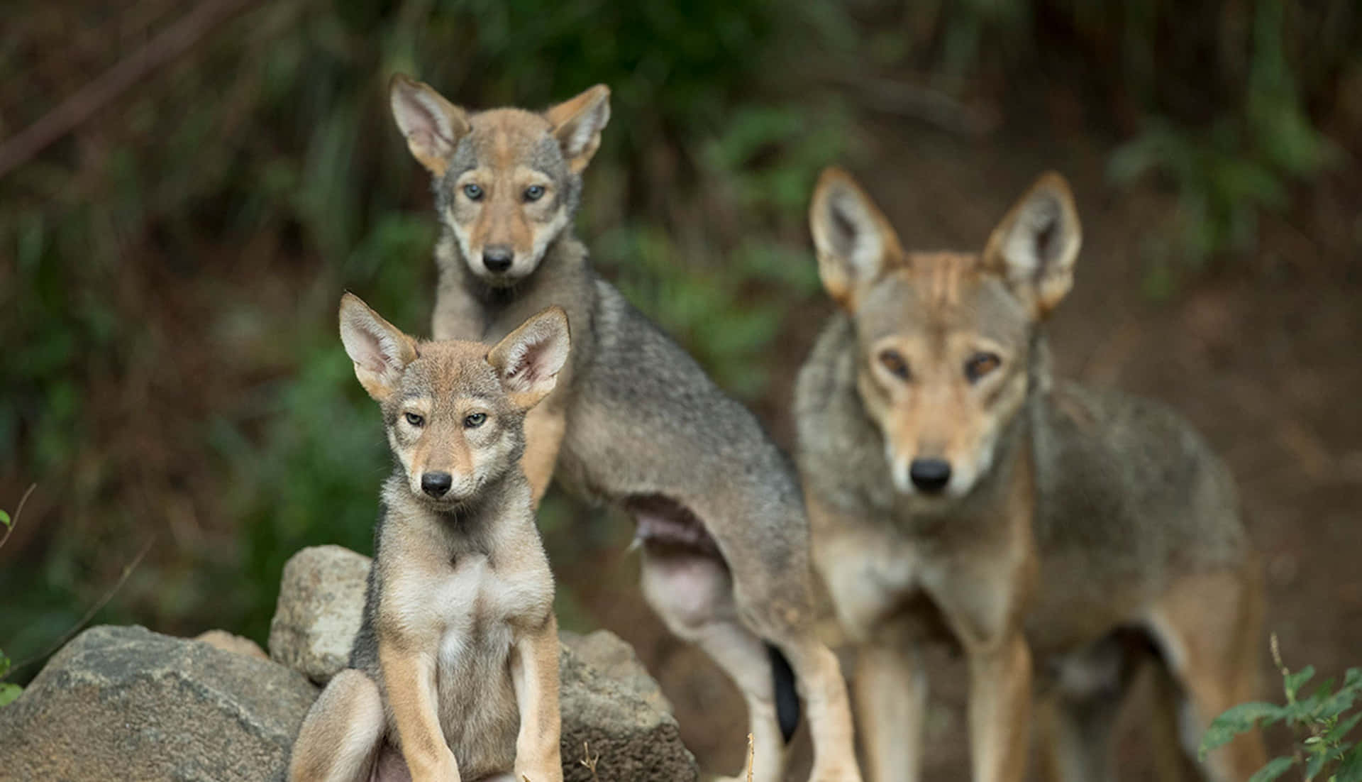 Paquetede Fotografía De Cachorros De Lobo Rojo En El Bosque