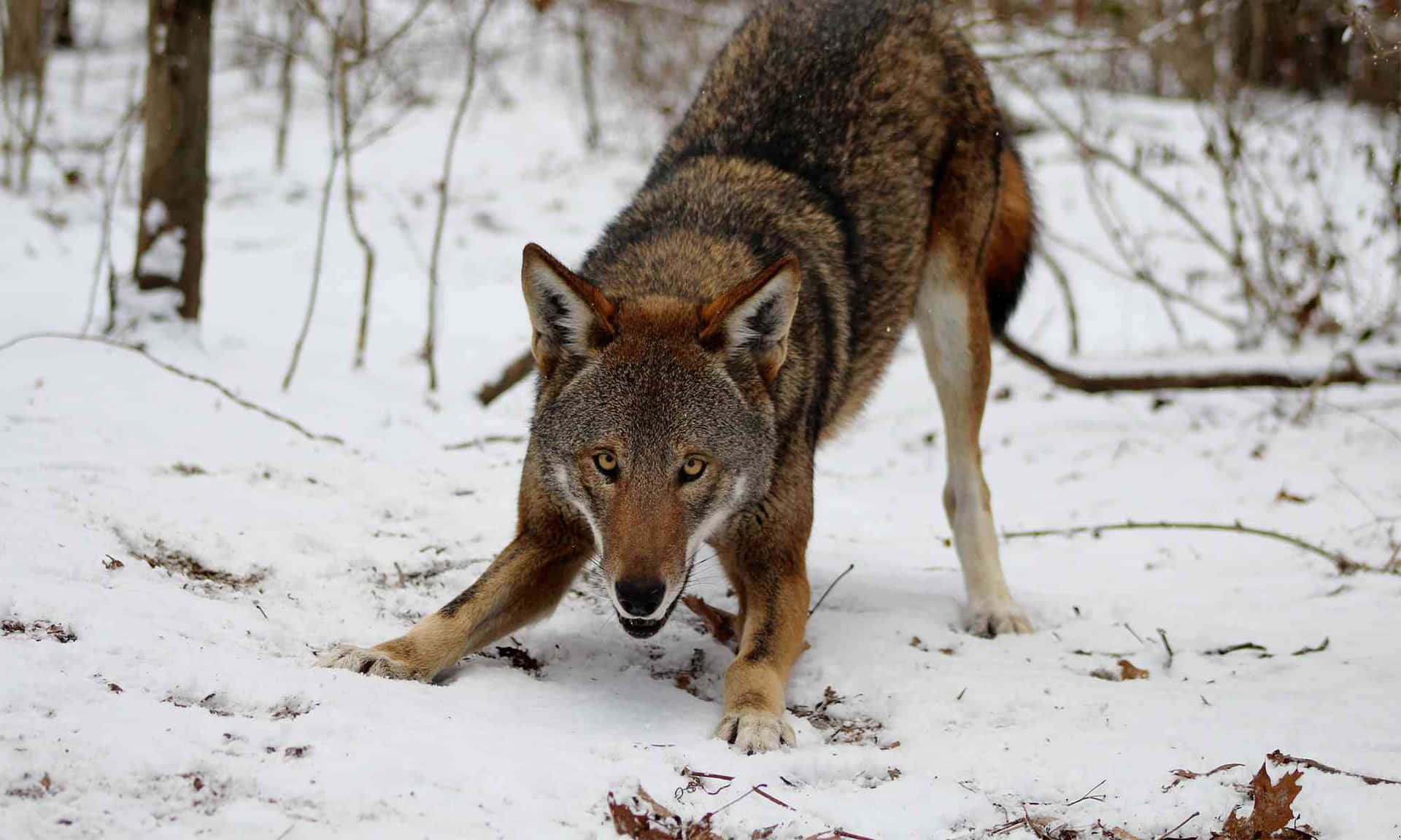 Red Wolf In Snow Animal Photography Picture