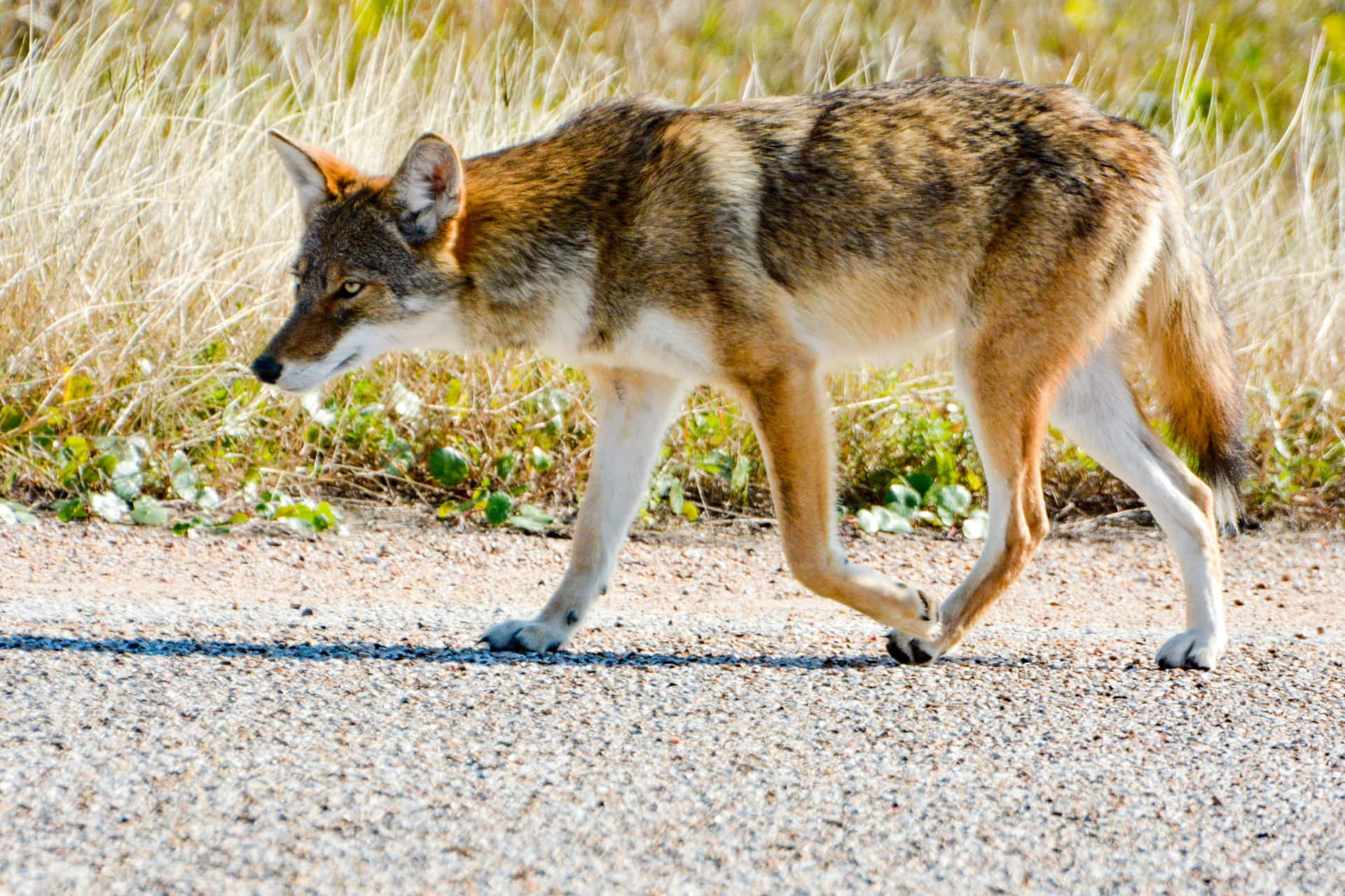 Loborojo Coyote En Verano Fotografía Animal Imagen
