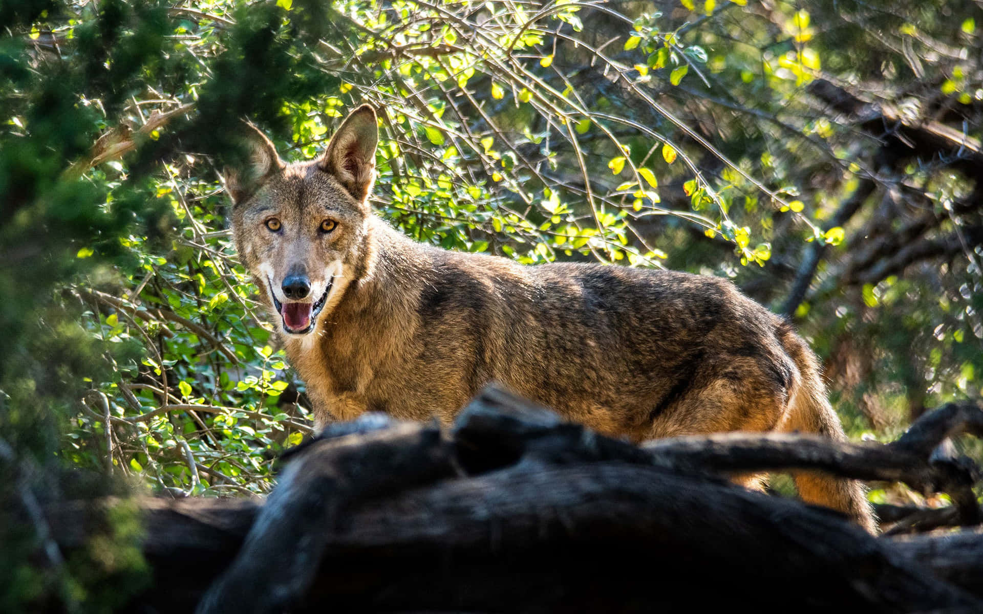 Red Wolf Texas Wildnerness Animal Photography Picture