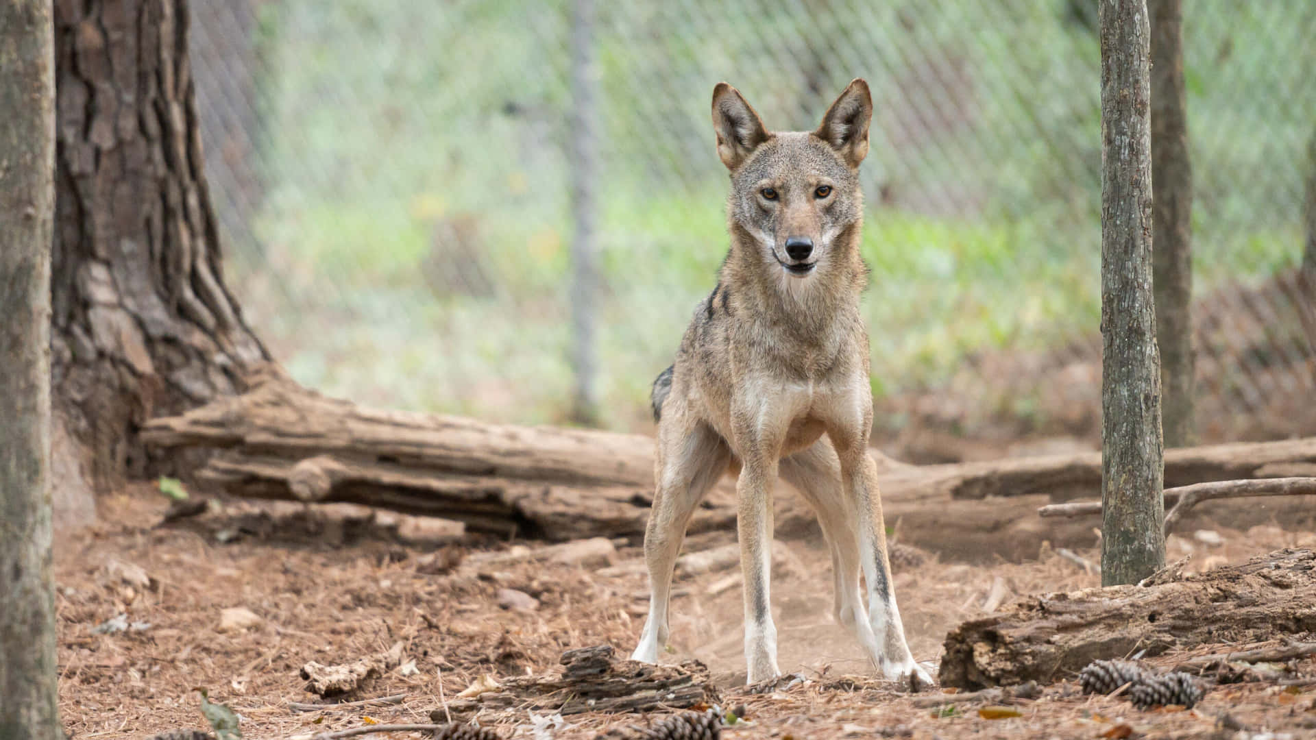 Red Wolf Gray Forest Stare Animal Photography Picture