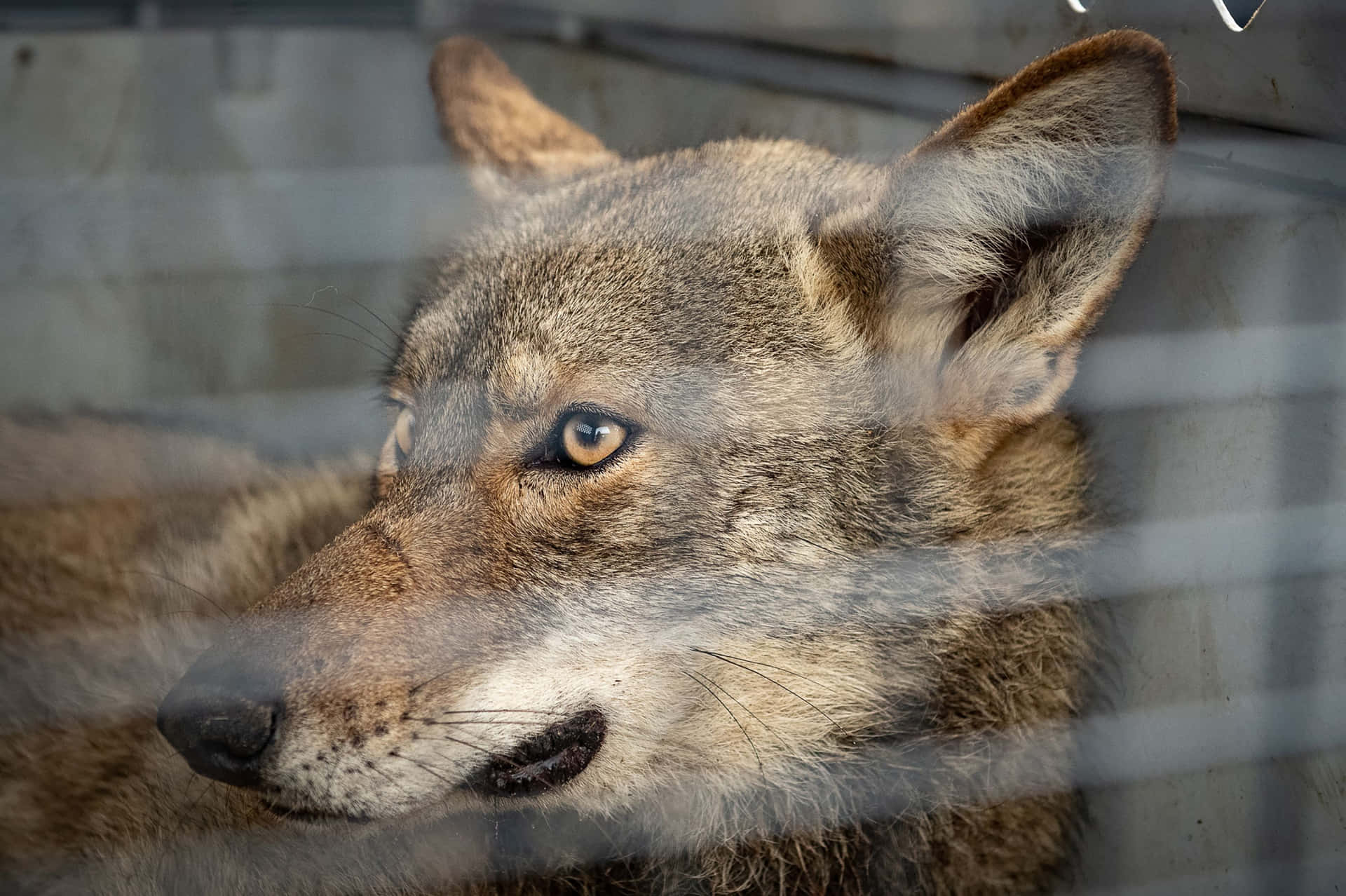 Red Wolf Behind Glass Forest Photography Picture