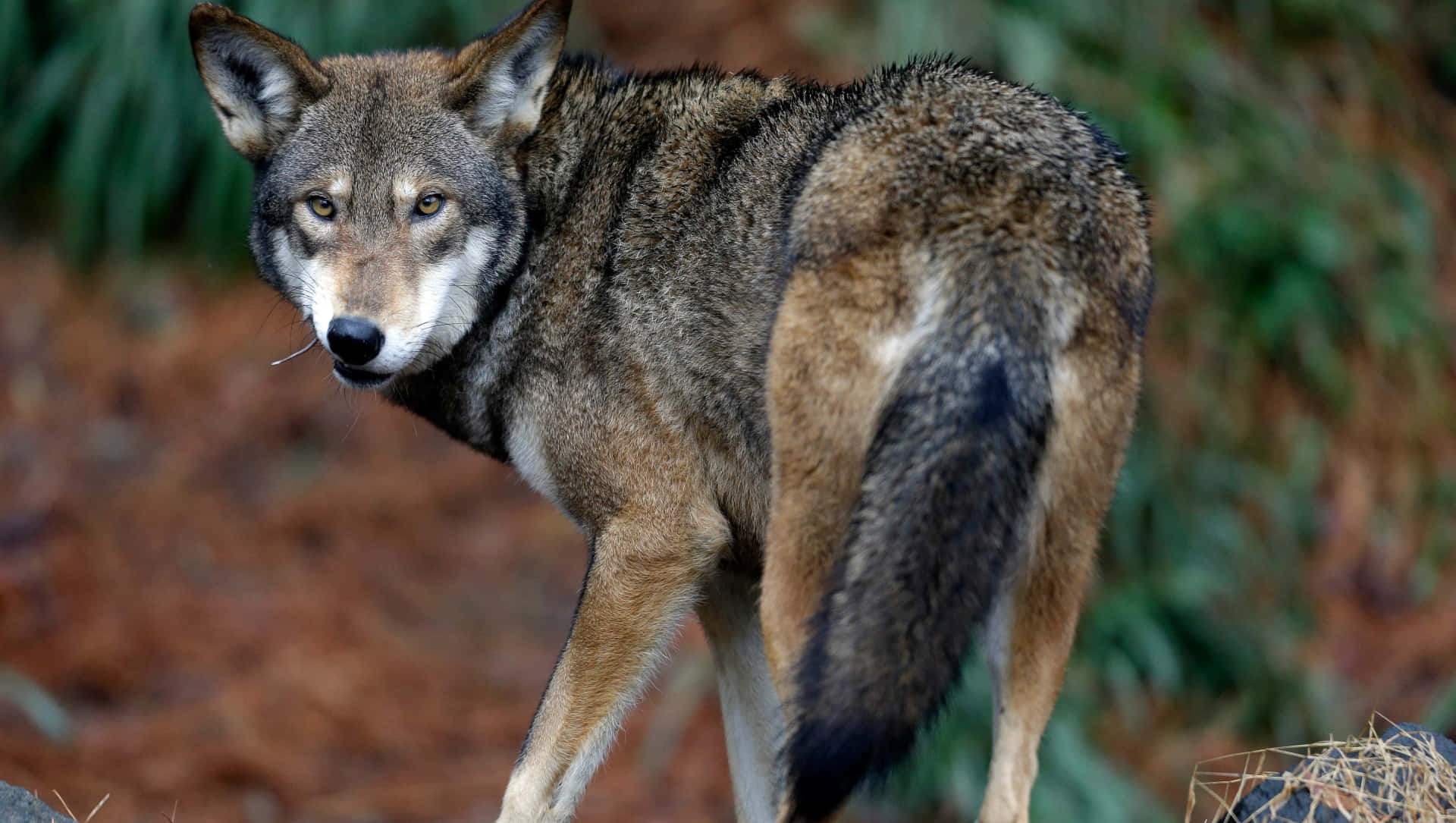 Red Wolf Look Back Stare Animal Photography Picture