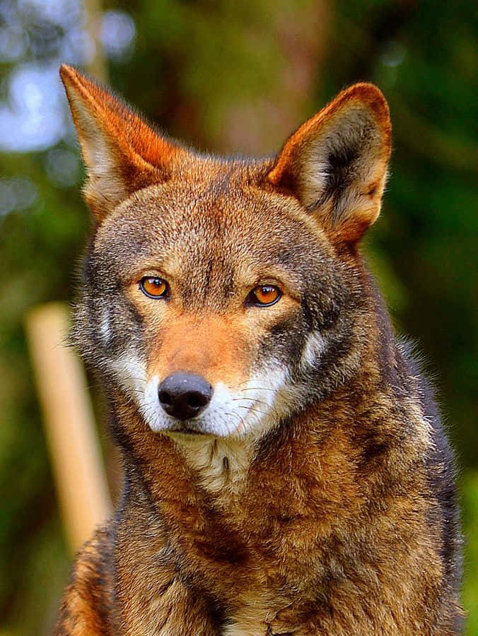 Majestic Red Wolf in Natural Habitat