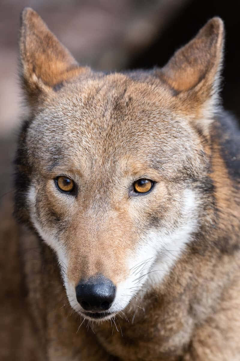 Red Wolf Steppe Wolf Close Up Photography Picture