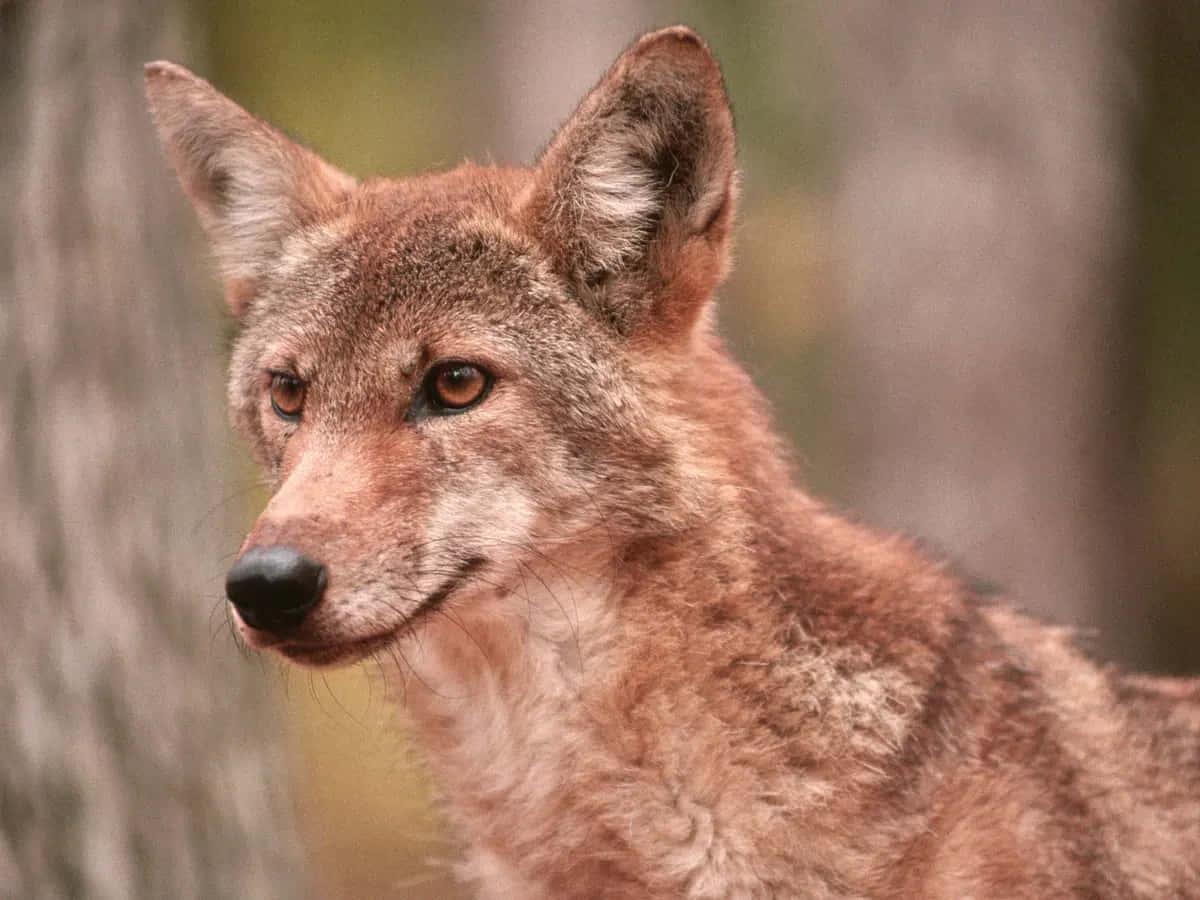 Red Wolf Close Up Wilderness Photography Picture