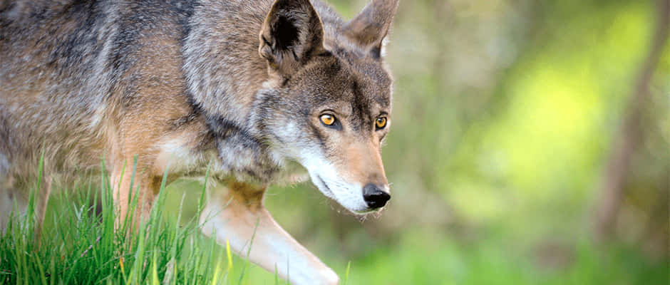 Red Wolf Sneaky Walk Forest Photography Picture