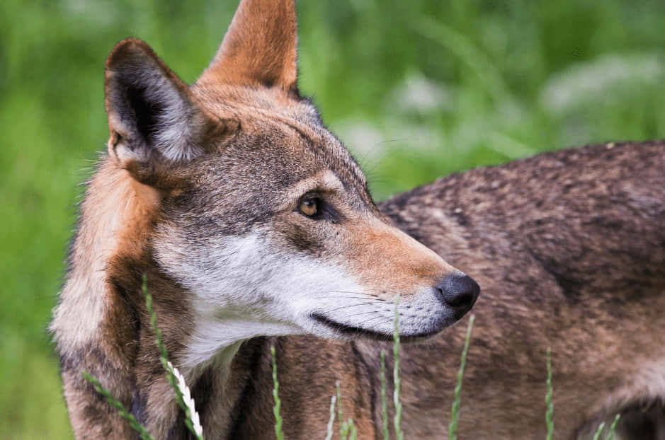 Red Wolf Eurasian Close Up Animal Photography Picture