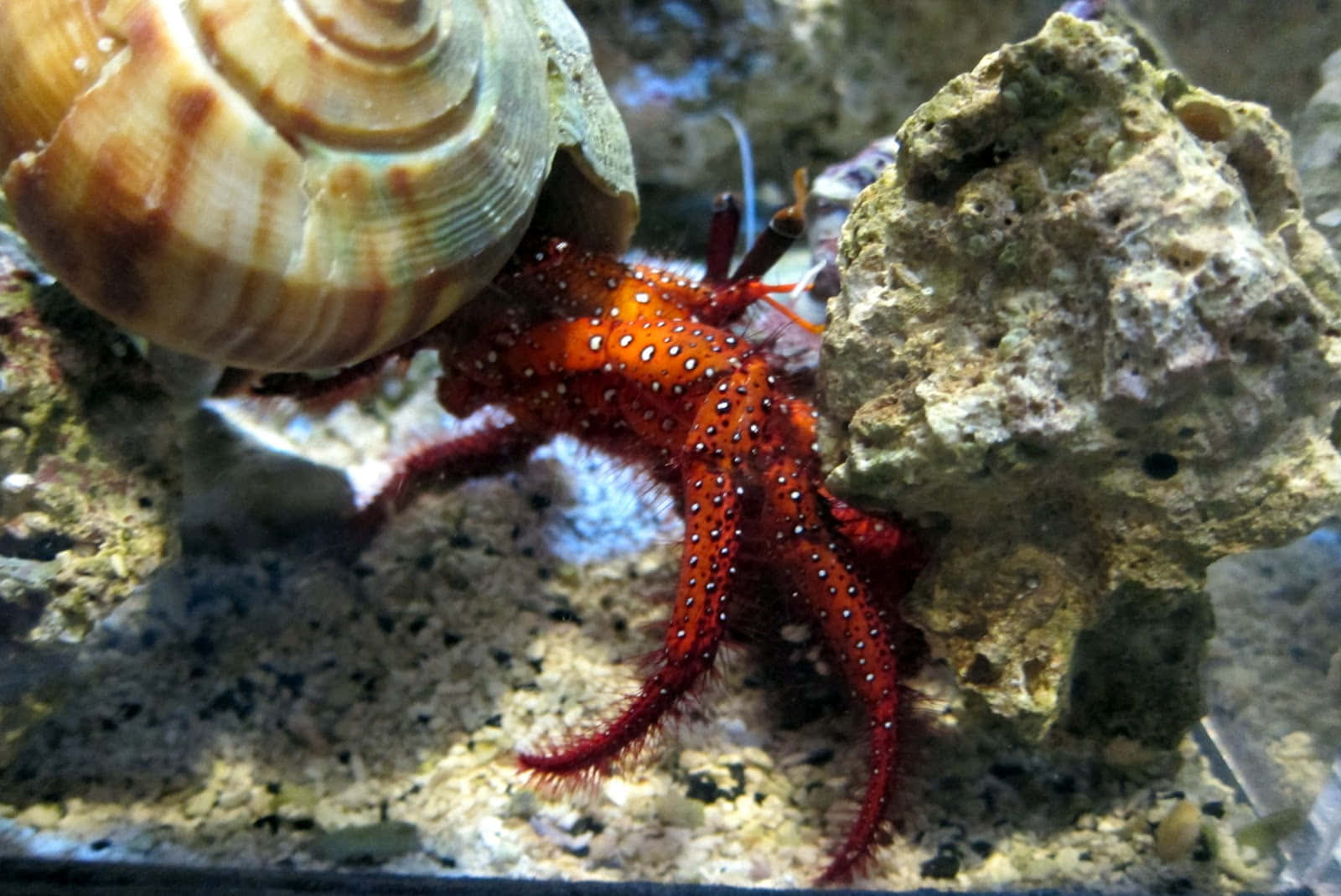 Red Xanthid Crab Aquarium Scene Wallpaper