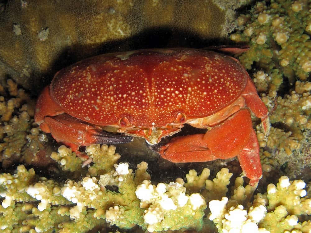 Red_ Xanthid_ Crab_ Underwater Wallpaper