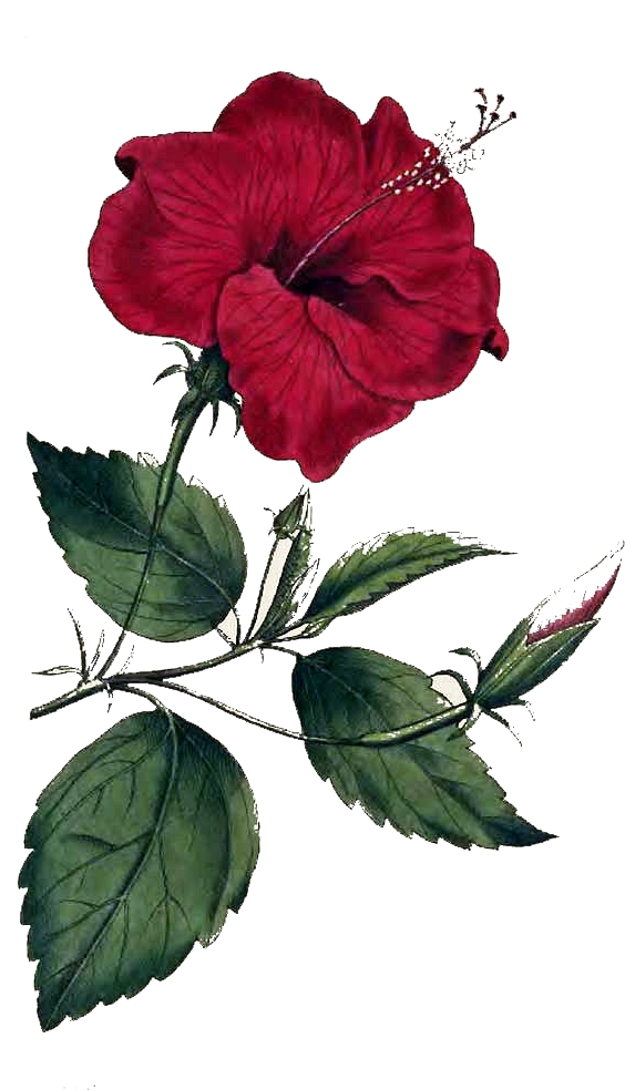 Red_ Hibiscus_ Flower_ Illustration PNG