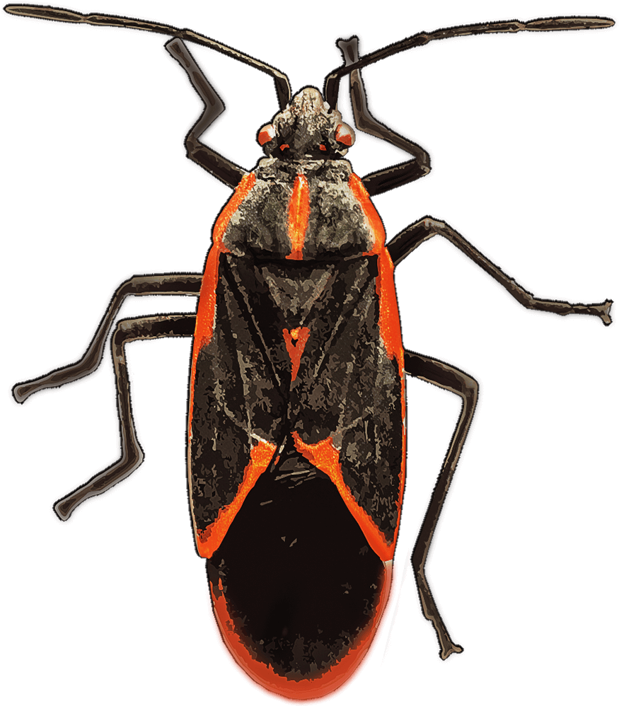 Redand Black Insect Illustration PNG