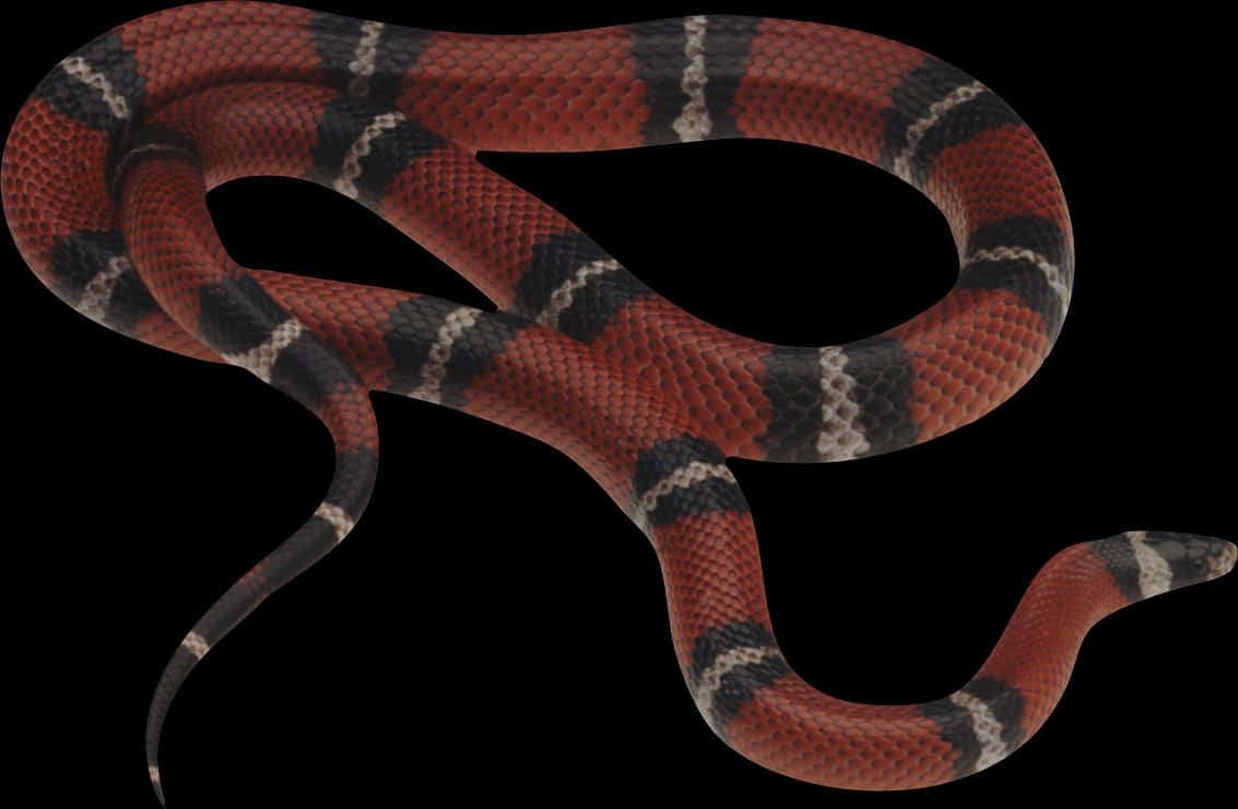 Redand Black Snake Curled PNG
