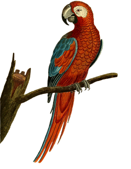 Redand Blue Macaw Perched PNG