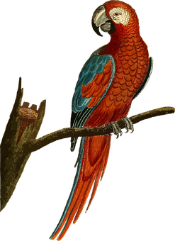 Redand Blue Macawon Branch PNG