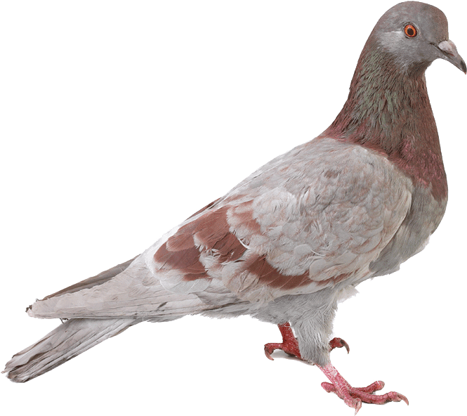 Redand Gray Pigeon Profile PNG
