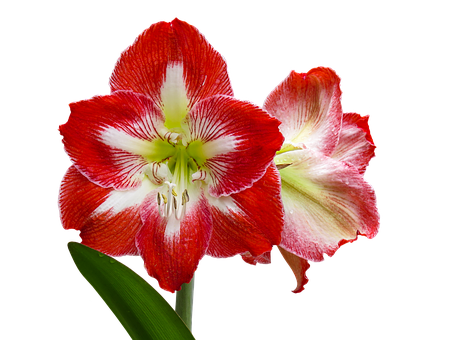 Redand White Amaryllis Flower PNG