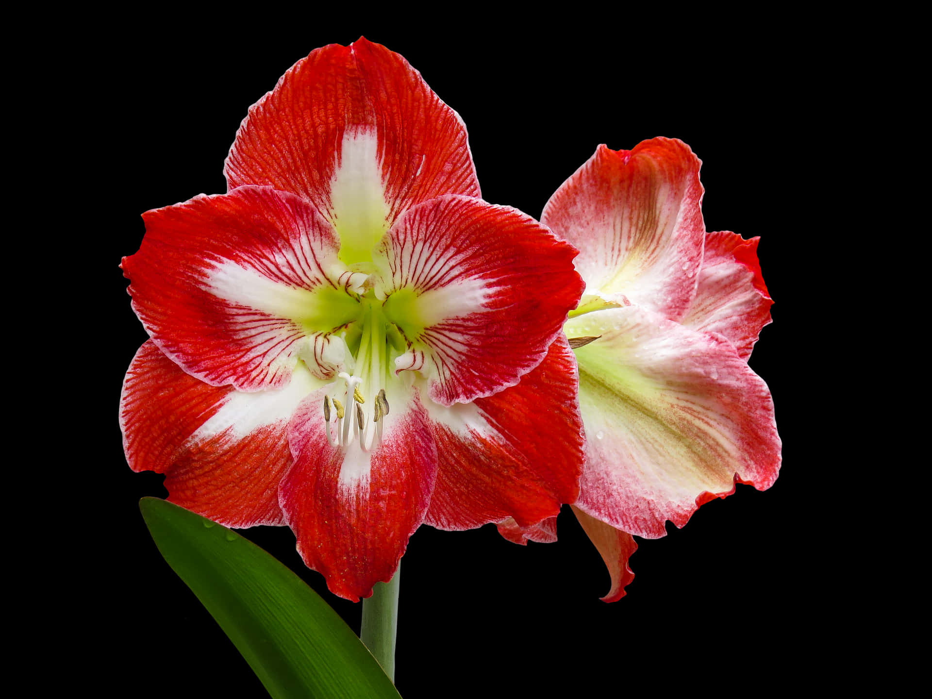 Redand White Amaryllis Flower PNG