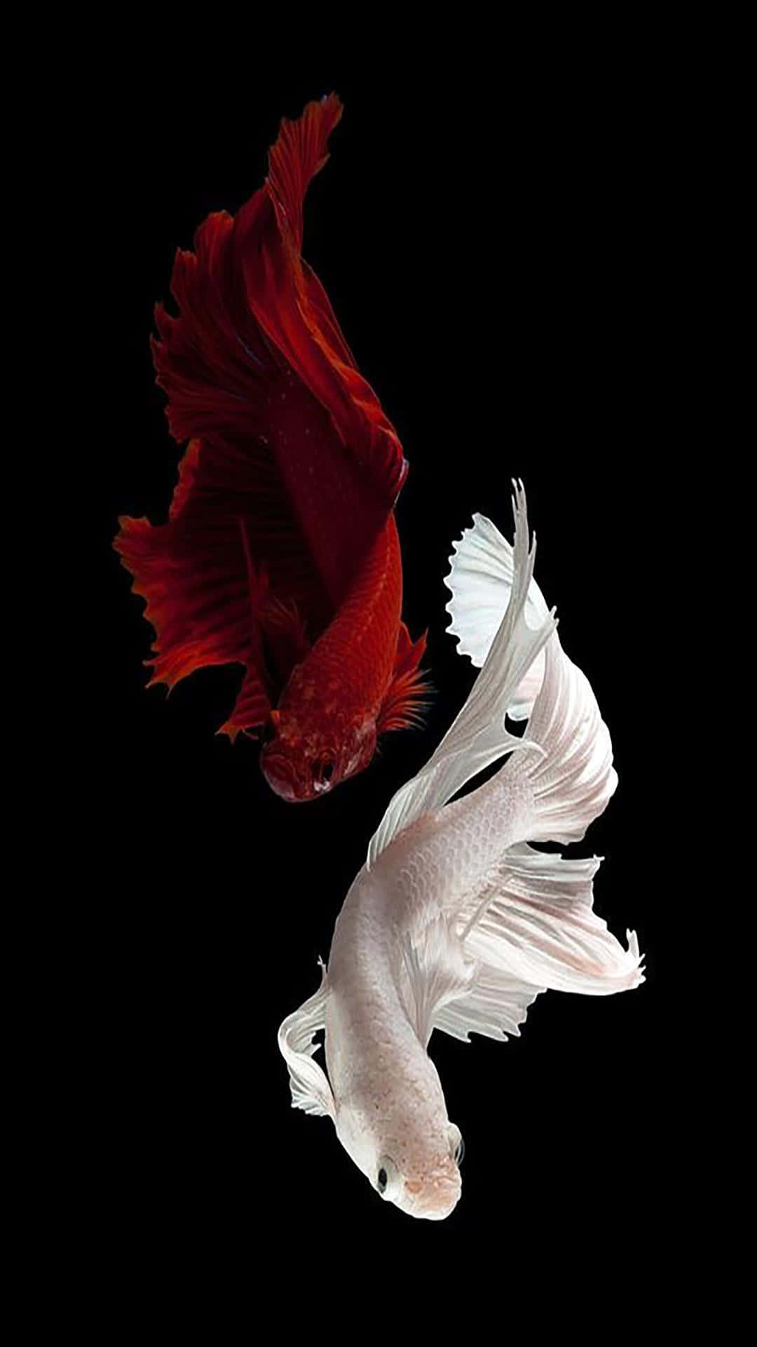 Redand White Betta Fish Dance Wallpaper