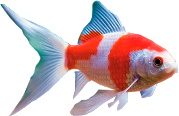 Redand White Comet Goldfish.png PNG