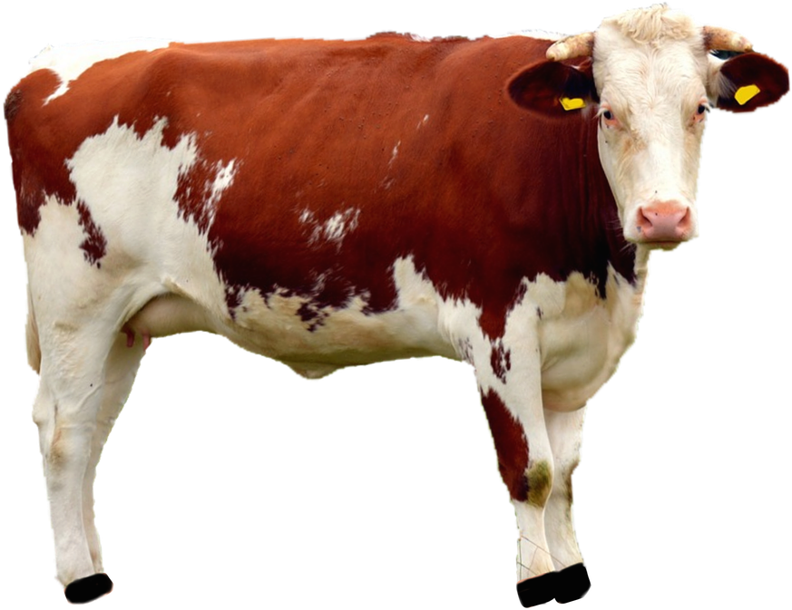 Redand White Cow Standing PNG