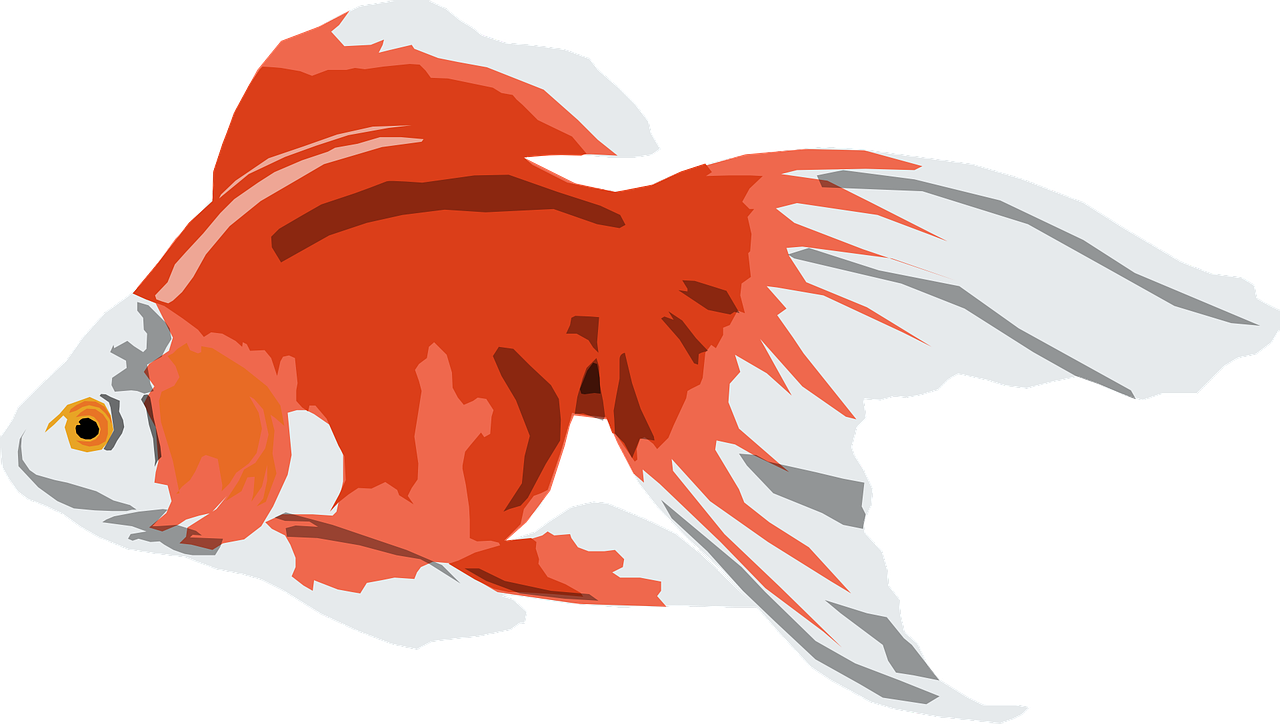 Redand White Goldfish Illustration PNG
