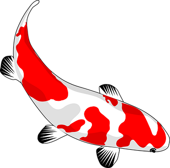 Redand White Koi Fish Illustration PNG