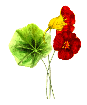 Redand Yellow Pansywith Green Leaf PNG