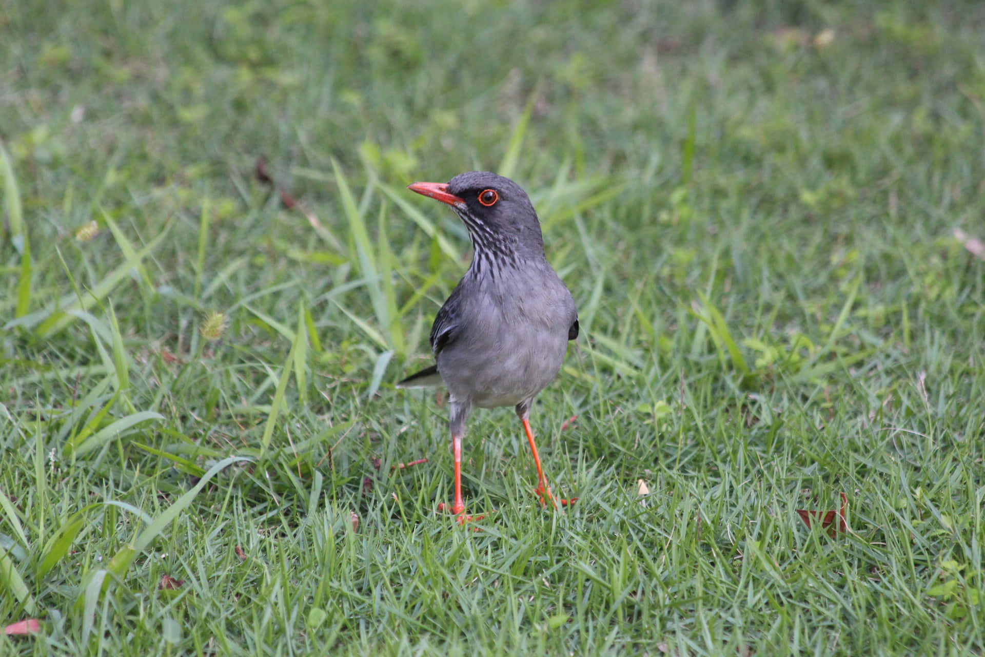 Redbilled Thrushin Grass Wallpaper