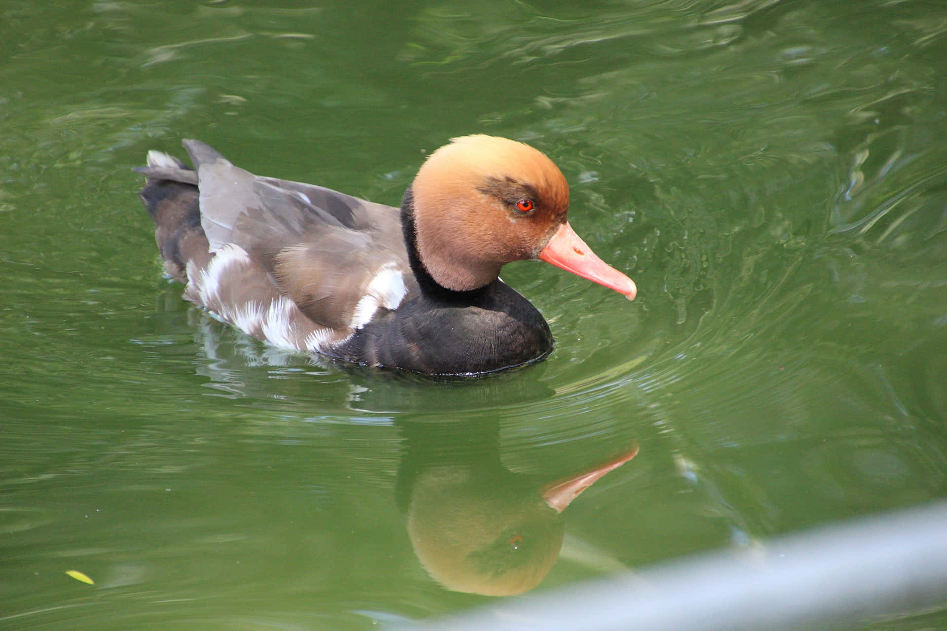 Download Redcrested Pochard On Water Wallpaper | Wallpapers.com