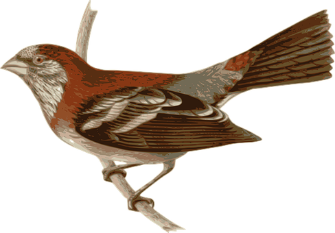 Reddish Brown Bird Illustration PNG