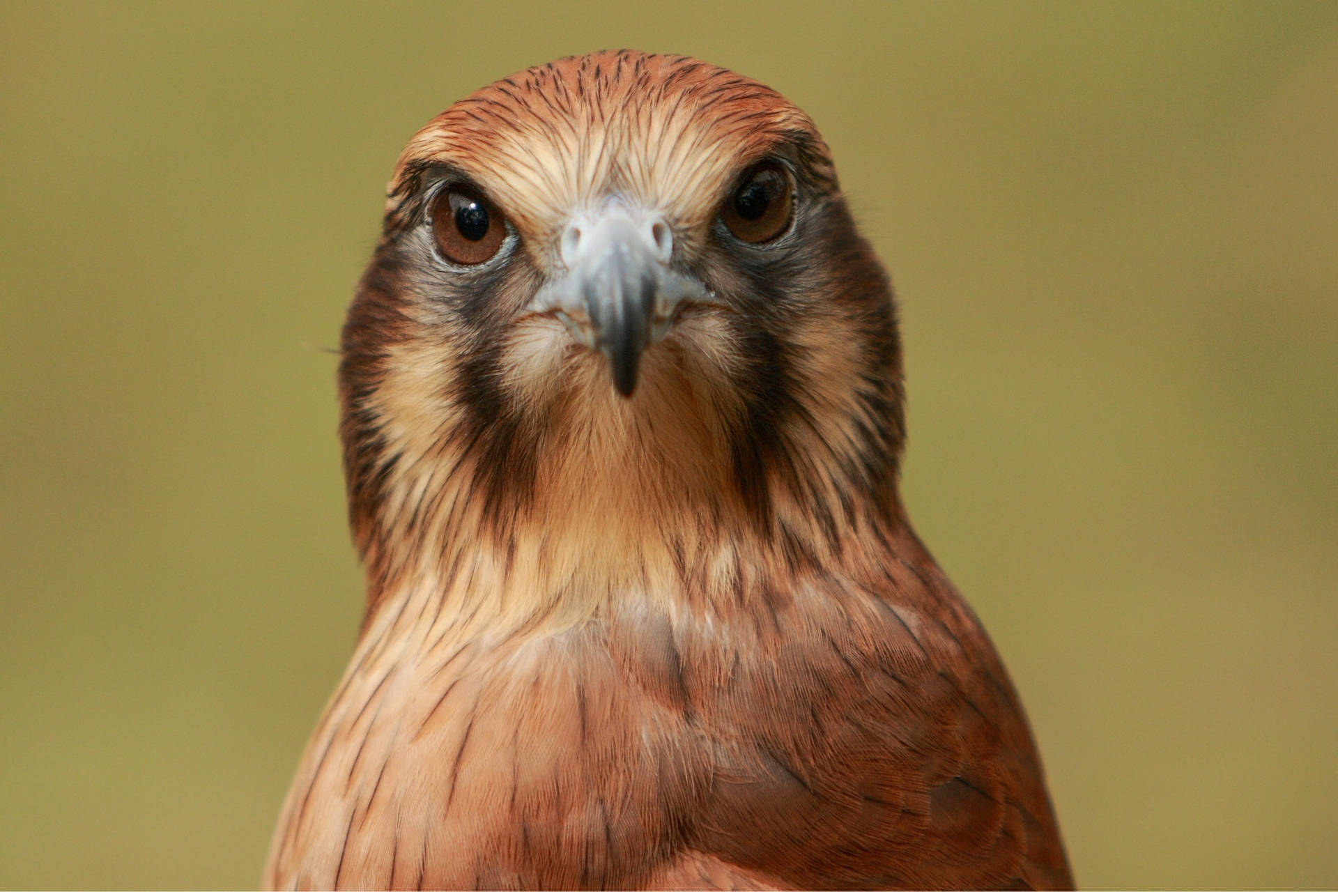 Reddish Feathered Falcon
