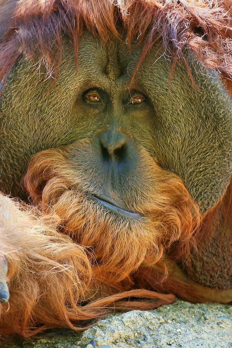 Reddish Flowing Hair Orangutan Wallpaper