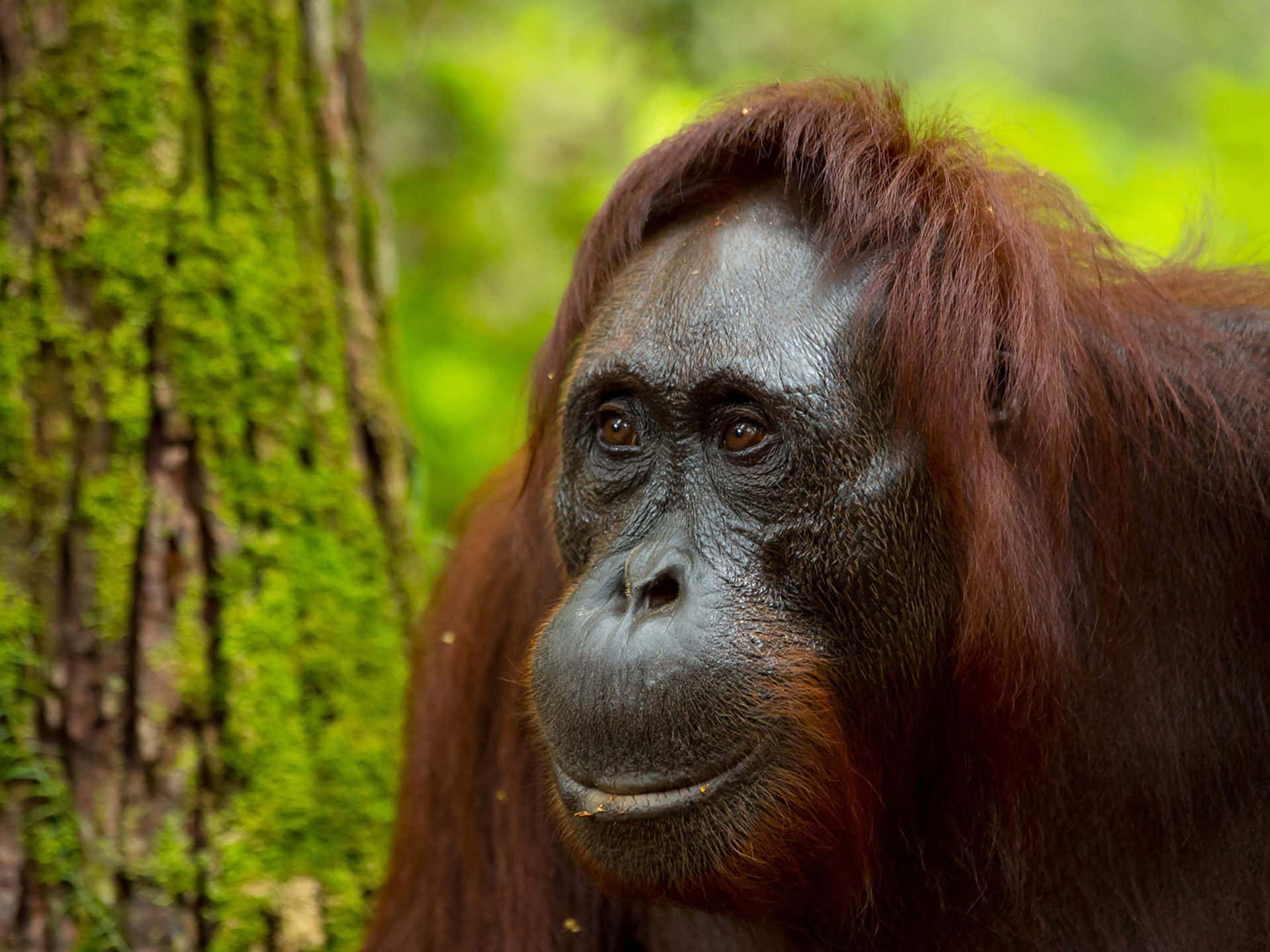Reddish-orange Hair Gray Skin Orangutan Background